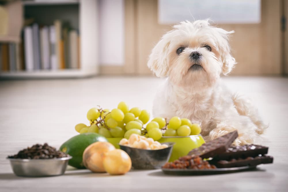 Foods to never 2024 feed your dog