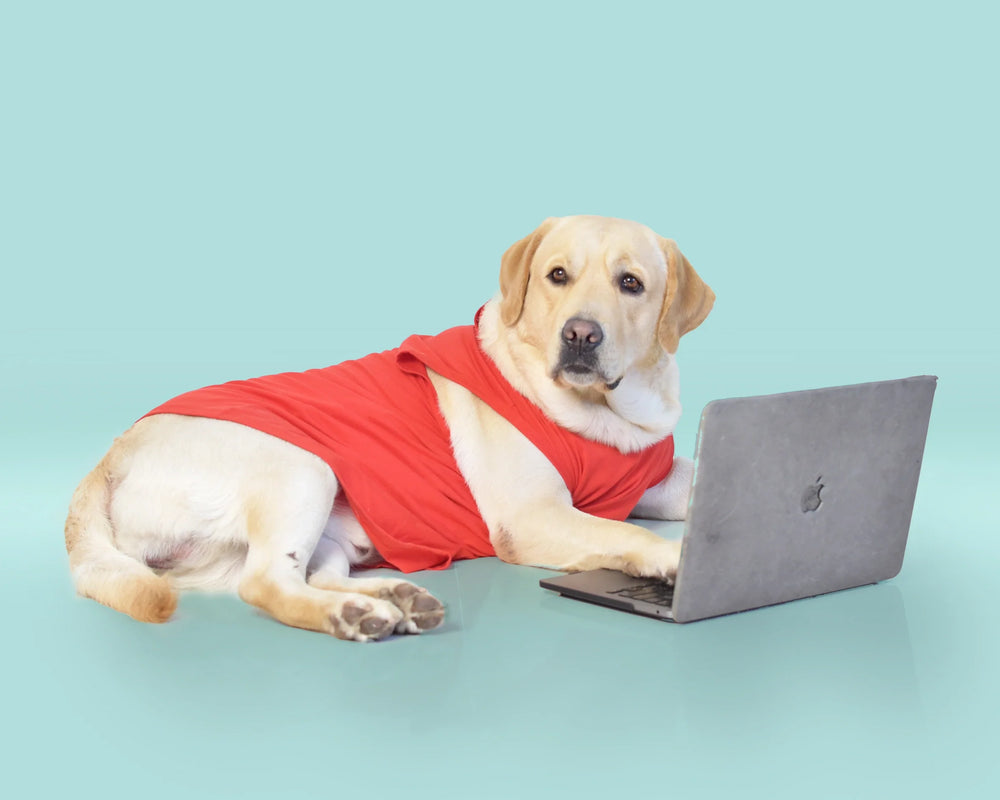 The TailBlaze Story: How Einstein Changed Everything