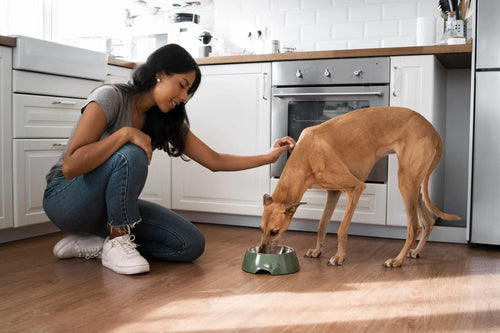 From Treats to Fresh: The TailBlaze Nutrition Philosophy