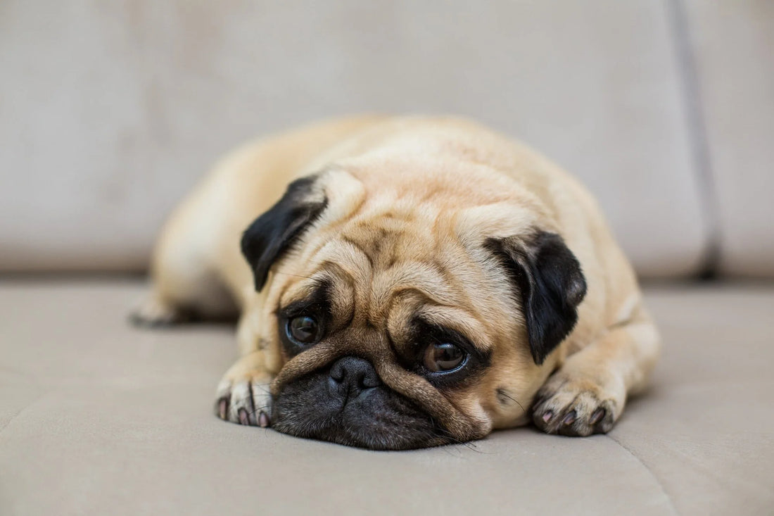Recognizing the Signs: Is Your Dog Suffering from Hidden Anxiety?