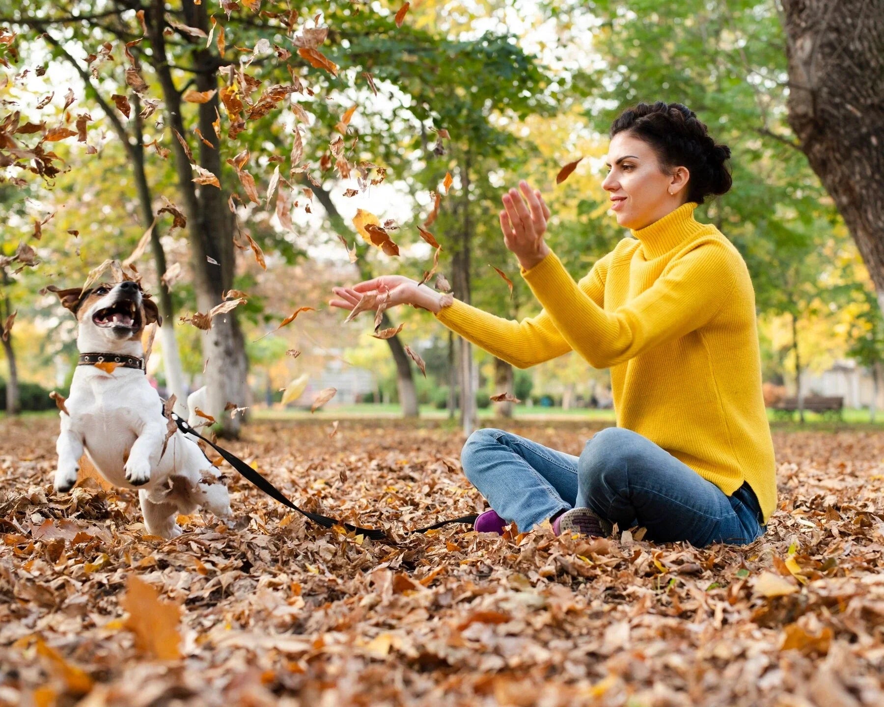 Beautiful view of Brain Food For Dogs