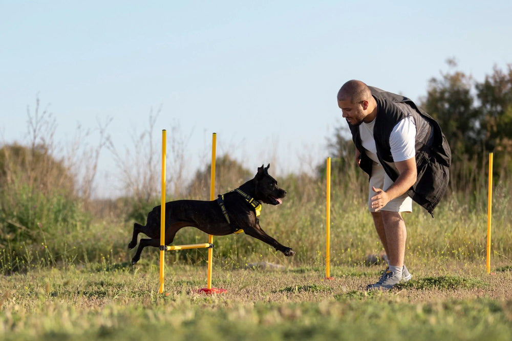 Smart Treat, Smart Dog: How Nutrition Affects Learning and Training Success