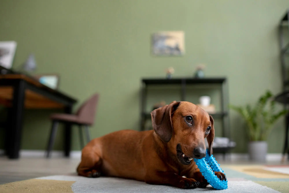The Ultimate Guide to At-Home Dog Dental Care: From Brushing to Treats