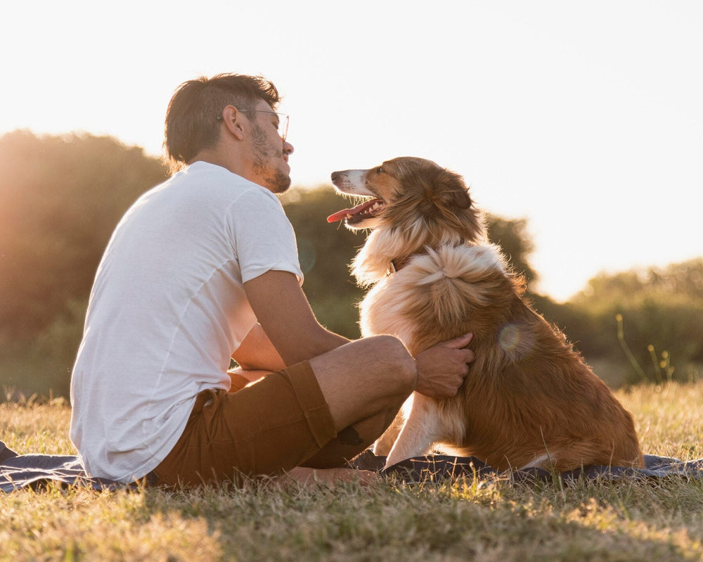 Beyond Fresh Breath: 5 Surprising Ways Dental Health Affects Your Dog's Longevity