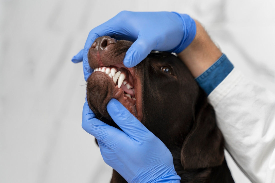 The Silent Threat: Why 80% of Dogs Have Dental Disease by Age 3