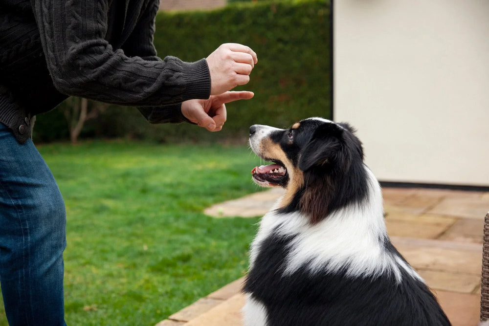 The 5-Minute Training Method: Simple Daily Exercises That Transform Your Dog's Behavior