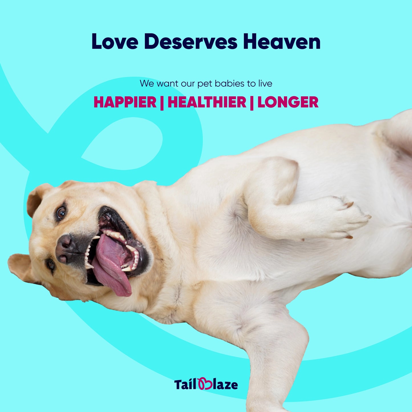 TailBlaze LOL! Training Treats | Small Size, High Success | Organic Dog Training Rewards