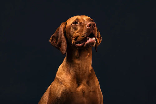 10 Superfoods for Dogs, you must Feed!
