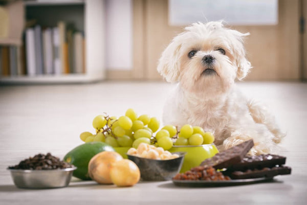 10 things/foods that you must never feed your Dog!