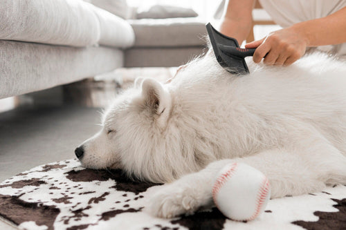 Skin & Coat Problems: The #1 Reason for Vet Visits And How to Prevent Them