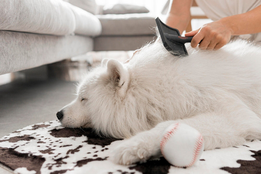 Skin & Coat Problems: The #1 Reason for Vet Visits And How to Prevent Them
