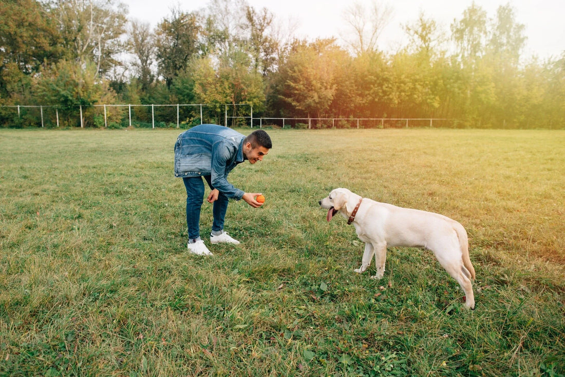 Training Mistakes Even Good Pet Parents Make And How to Fix Them