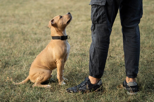From Puppy to Perfect: Age-Appropriate Training Using Positive Reinforcement