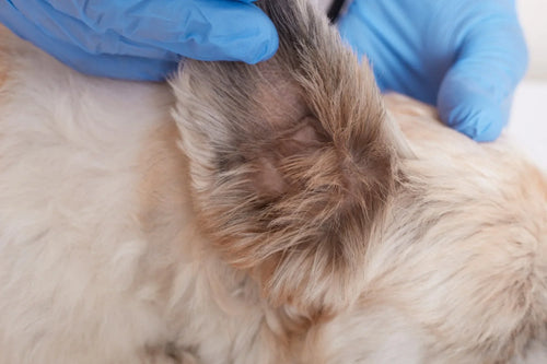 The Food Sensitivity Epidemic: Why More Dogs Are Developing Allergies