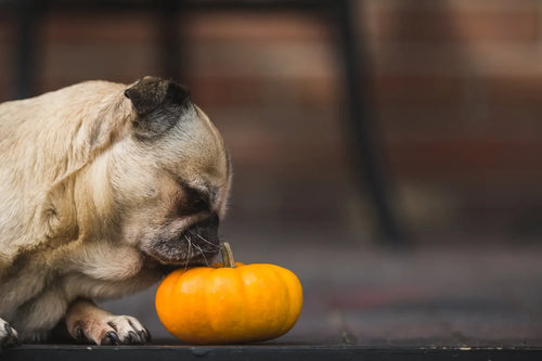 Canine/Dog Appropriate Diet - How to check?