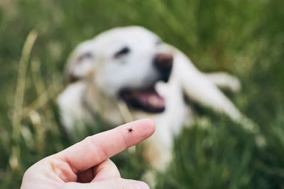 How to cure and prevent ticks & fleas infestation on your pet dog?