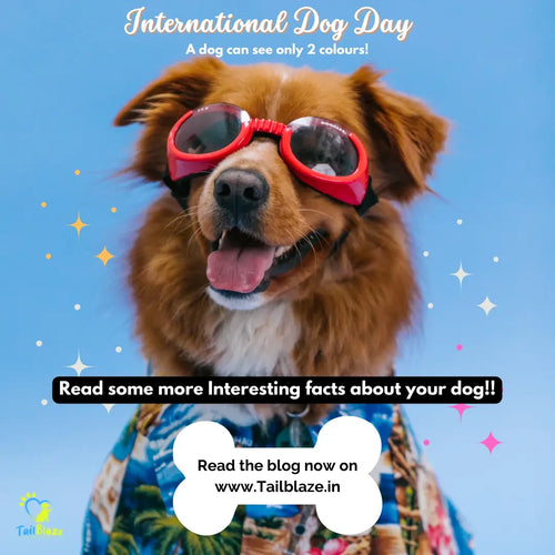 It's International Dog Day 2022 - Here are some unknown facts about our cute 'furriends' ❤️