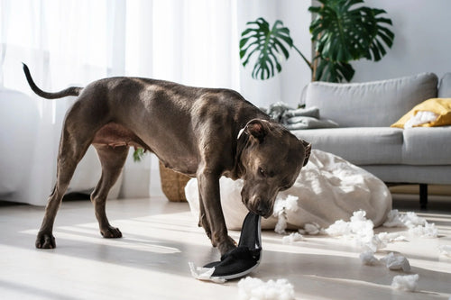 Beyond Digestion: How Food Sensitivities Affect Your Dog's Behavior and Mood
