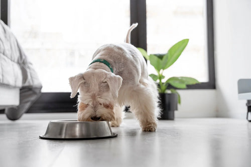 From Rejection to Enthusiasm: Training Your Picky Eater to Love Mealtime