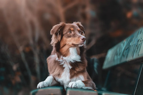 The Science of Picky Eating: Understanding Why Some Dogs Are Food Selective