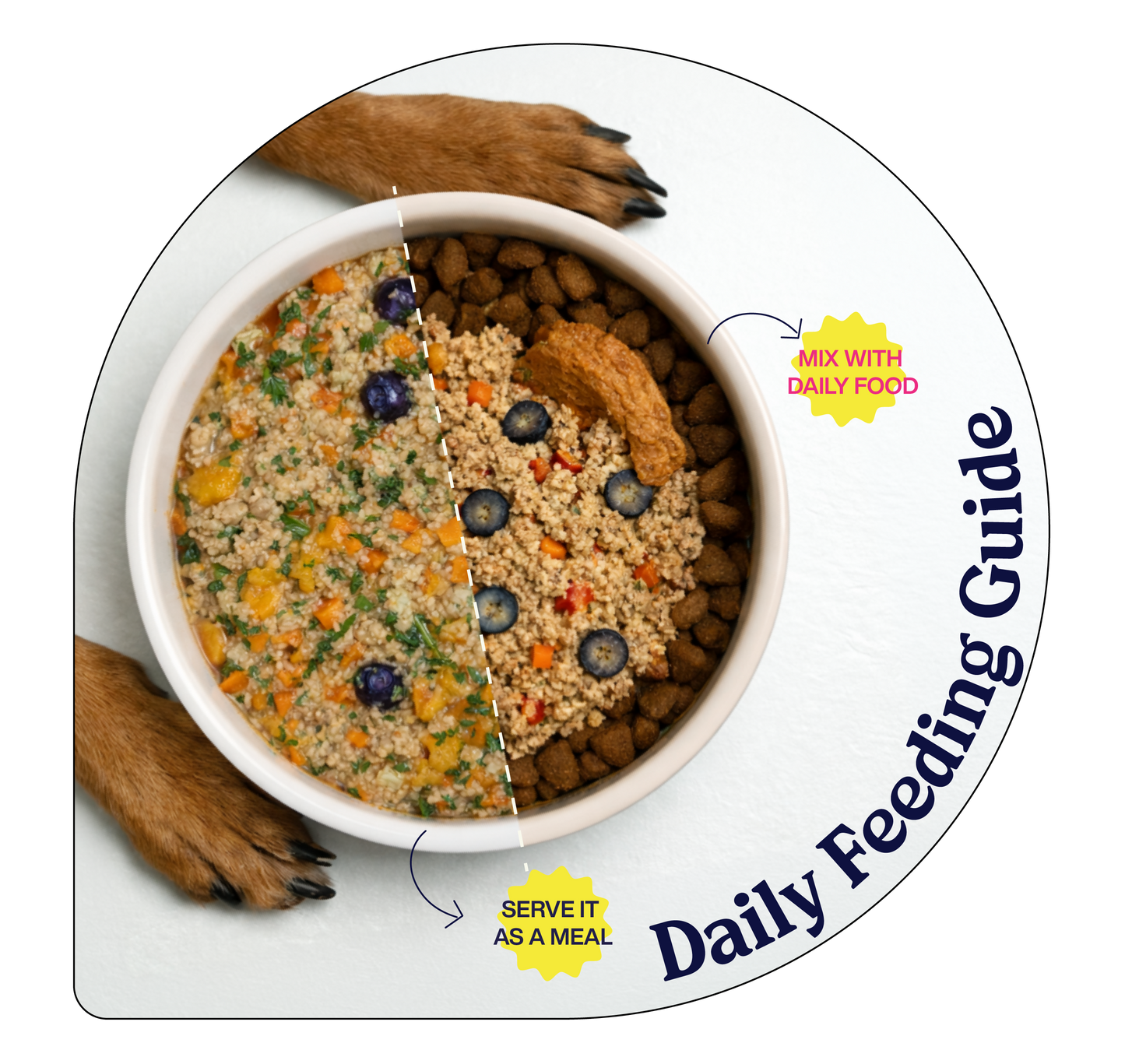 Labrador eating HeartPour fresh dog food