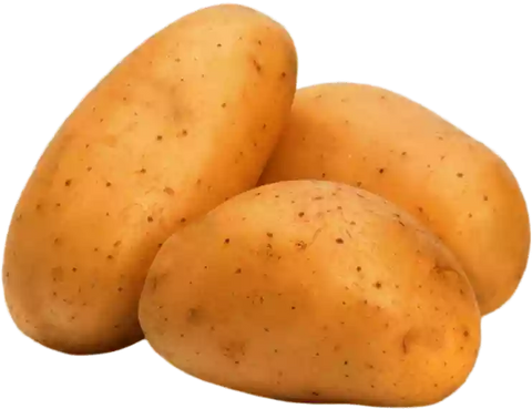 10 things/foods that you must never feed your Dog!