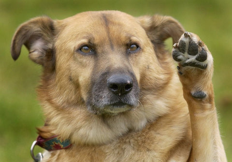 It’s International Dog Day 2022 - Here are some unknown facts about our cute ’furriends’ ❤️