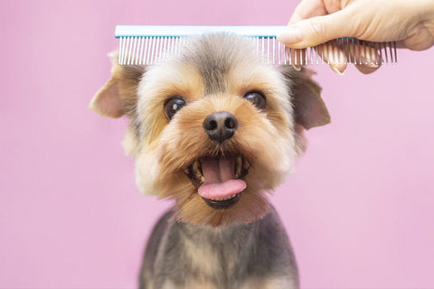 best dog shampoo tailblaze