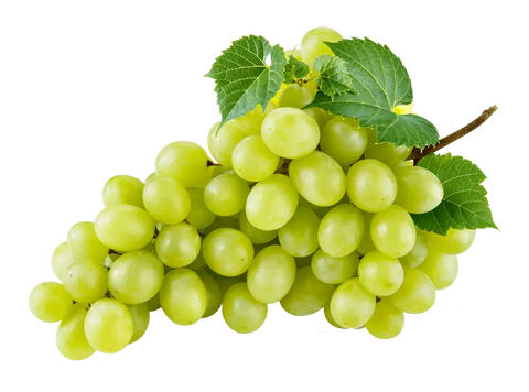 10 things/foods that you must never feed your Dog!