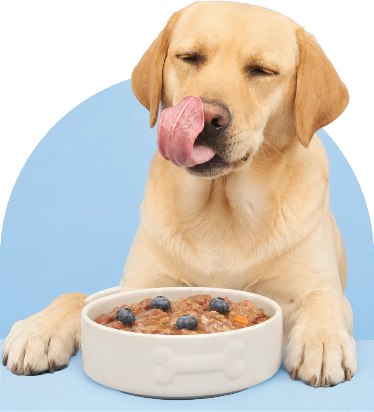 A happy Labrador licking its lips over a bowl of TailBlaze wet food